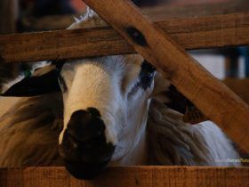 Oveja de la feria ovina de Malhadas - Portugal