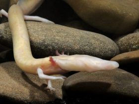 Proteus Anguinus