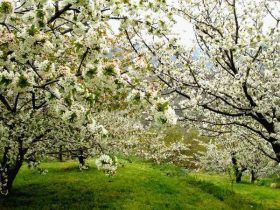 Cerezos en Flor - Valle del Jerte