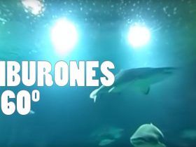Tiburones Oceanografic 306