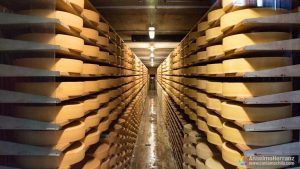 Quesos de Gruyere madurando