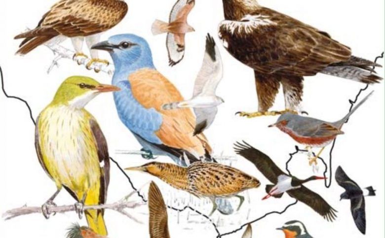 Guía de Aves de España