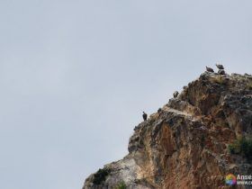 Buitres observados desde el Mirador del Buitre - Arnedillo - La Rioja