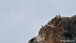 Buitres observados desde el Mirador del Buitre - Arnedillo - La Rioja